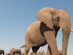 gajah_20170930_130200.jpg