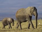 gajah_20180122_134722.jpg