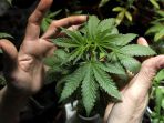 ganja_20170724_173713.jpg