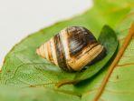 Siput Darat Paling Kesepian di Dunia Mati, Pertanda Punahnya 1 Spesies Langka