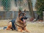 german-shepherd-dog.jpg