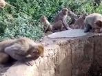 gerombolan-monyet-menolong-harimau-di-dalam-sumur_20180625_141401.jpg