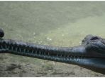 gharial_20180225_205424.jpg