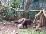 giant-anteater_20170403_162136.jpg