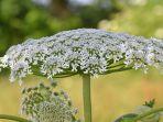 giant-hogweed.jpg