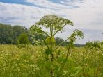 giant-hogweed_20180716_105748.jpg