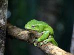 giant-waxy-monkey-katak-yang-digunakan-dalam-ritual-kambo-amazon.jpg
