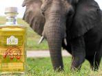 gin-indlovu-yang-terbuat-dari-sari-kotoran-gajah.jpg