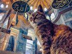 gli-kucing-di-hagia-sophia.jpg