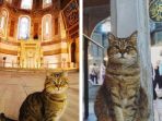 gli-kucing-yang-tinggal-di-dalam-hagia-sophia_20180818_204301.jpg