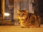 gli_20180722_212938.jpg