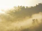 goa-pinus-di-pagi-hari.jpg