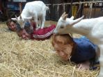 goat-yoga_20170324_210243.jpg