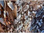 goosenecked-barnacles.jpg