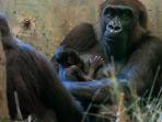 gorila-bernama-sully-di-kebun-binatang-amerika-serikat-melahirkan-bayi.jpg