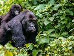 gorila-di-rwanda_20181008_180417.jpg