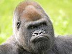 gorila-marah-gambar.jpg