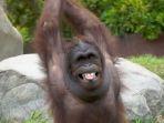 goval-orangutan-penghuni-bali-zoo.jpg