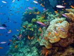 great-barrier-reef_20171218_121751.jpg
