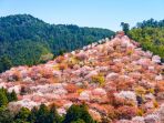 gunung-yoshino_20180403_083720.jpg