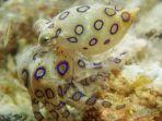 gurita-cincin-biru-atau-biasa-dikenal-dengan-blue-ringed-octopus.jpg