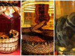 habu-sake_20181022_205259.jpg