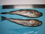 haddock_20170904_201949.jpg