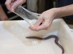 hagfish-gambar.jpg