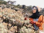 hamparan-bunga-edelweiss-di-lembah-mandalawangi-gunung-pangrango.jpg