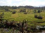 hamparan-sawah-dan-aliran-air-sungai-yang-bersih-di-desa-adat-gumung.jpg