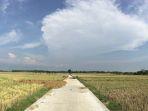 hamparan-sawah-yang-kerap-jadi-spot-foto-favorit-di-dekat-geblek-pari.jpg