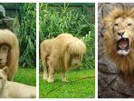 hang-hang-adalah-bagian-dari-subspesies-singa-langka.jpg