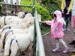 happy-farm-ciwidey.jpg