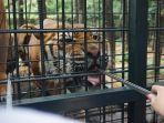 harga-tiket-carnivore-feeding-adventure-di-taman-safari-prigen.jpg