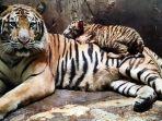harimau-benggala-di-trms-serulingmas-banjarnegara.jpg
