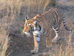 harimau-betina-di-ranthambore-tiger-reserve-rajasthan-india.jpg