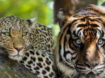 harimau-dan-macan.jpg