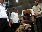 harimau-di-rumah-gatot_20160829_231901.jpg