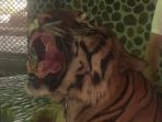 Demi Dapatkan Foto Selfie, Petugas Kebun Binatang di Thailand Ini Tega Tusuk Harimau! Lihat Videonya