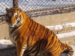 harimau-gendut_20170207_191447.jpg