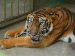 harimau-ini-menjadi-bagian-dari-medan-zoo-satu-tempat-wisata-keluarga-yang-cocok-dikunjungi.jpg