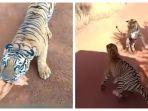 harimau-kejar-bus-turis-di-taman-safari.jpg