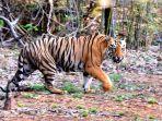harimau-melintasi-tadoba-andhari-tiger-reserve.jpg