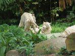 harimau-putih.jpg