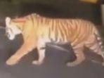 harimau-saat-berjalan-di-di-Jalan-Lintas-Barat.jpg