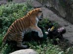 harimau-siberia-menyerang-penjaga-kebun-binatang-di-rusia_20171109_155713.jpg