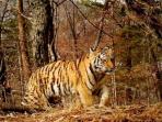 harimau-siberia_20161021_231700.jpg