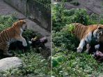 harimau-siberia_20171106_213503.jpg