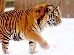 harimau-siberia_20180203_151439.jpg