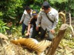 harimau-sumatera-tewas-tergantung-ditepi-jurang_20180928_140020.jpg